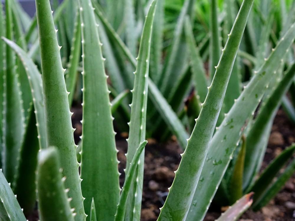 aloevera