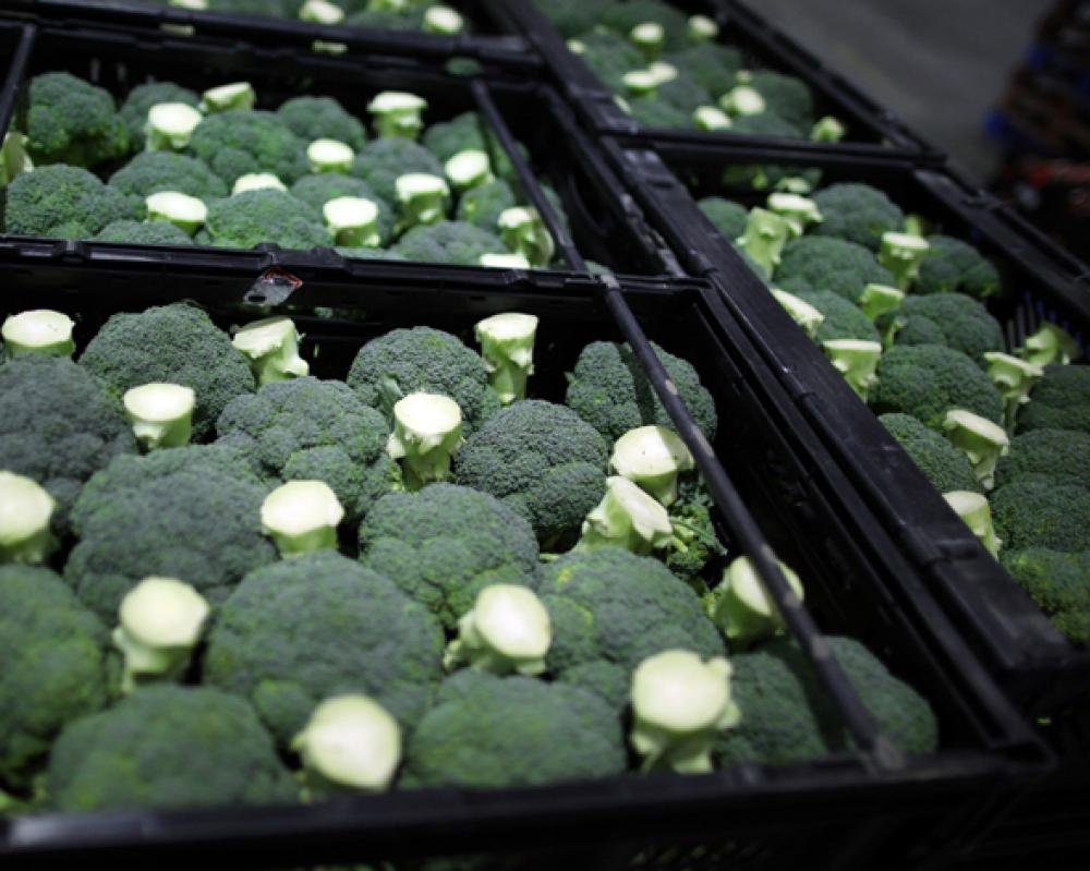brocoli
